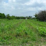 プラスファーム14