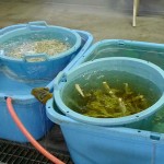 プラスファーム8