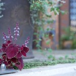 %e3%82%af%e3%83%a9%e3%83%a0%e3%83%9c%e3%83%b349